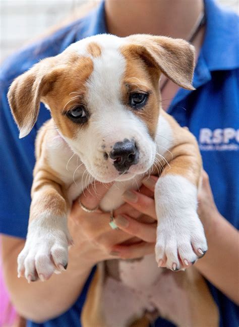 are there any cheap ways to adopt